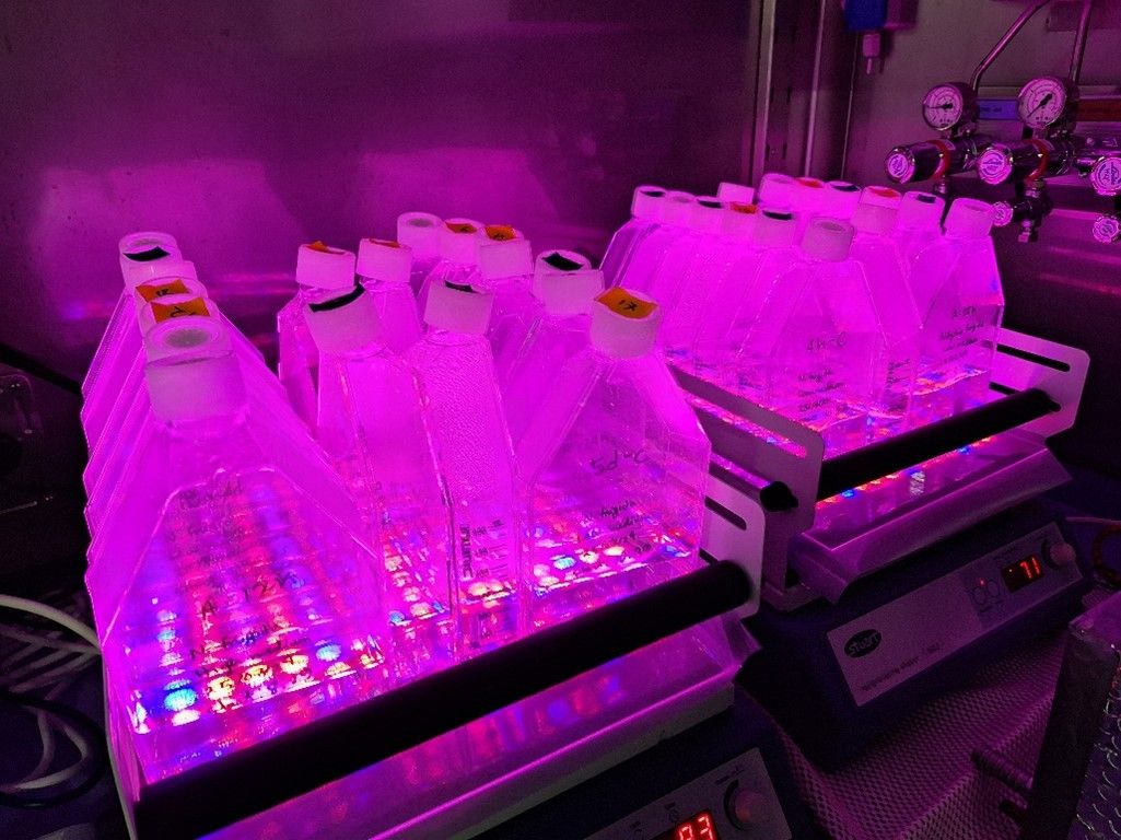 Experiments to study the effect of nutrient limitation on ice algae growth