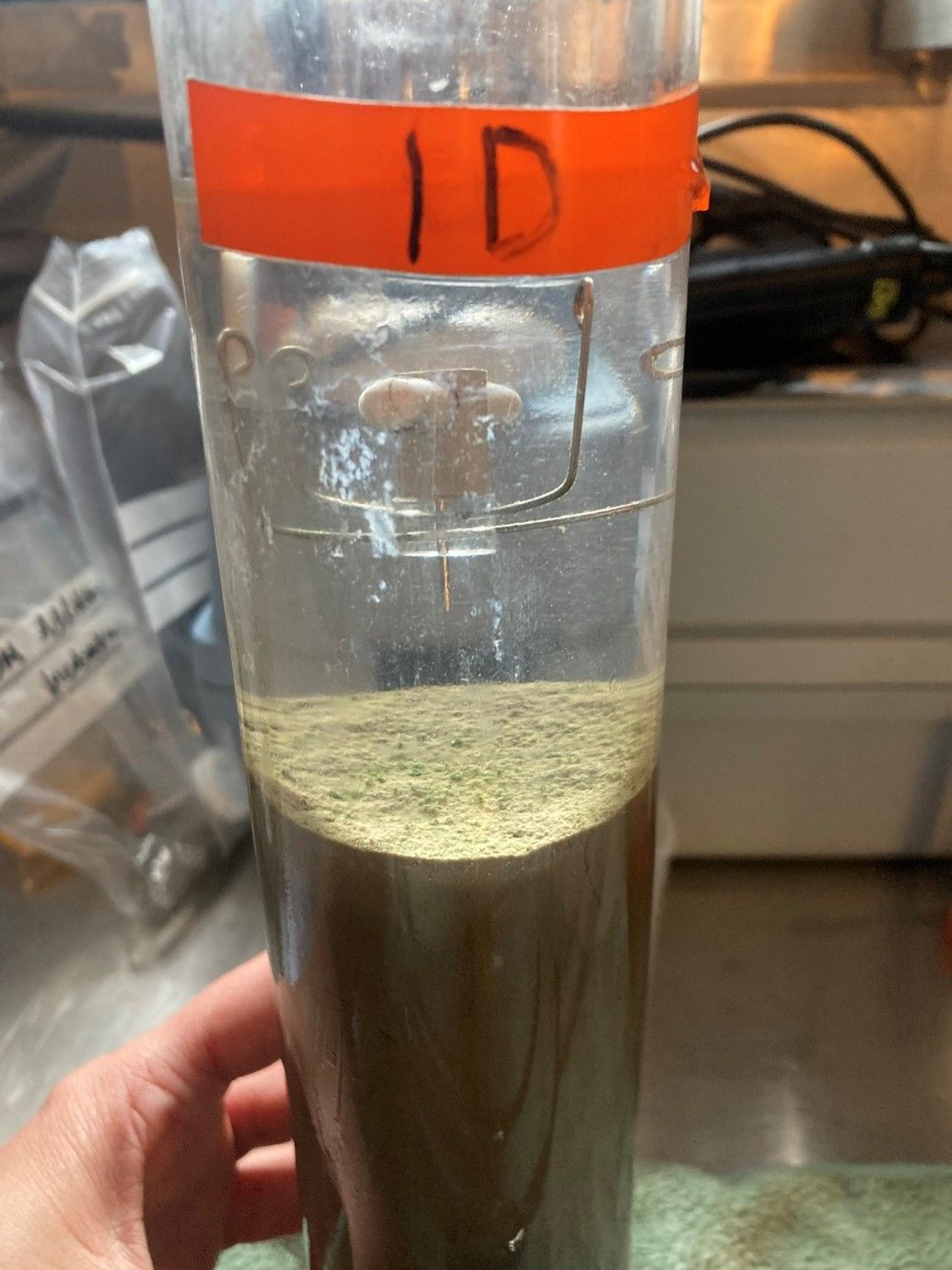 Close up view of a sediment core to which phytoplankton has been added and incubated for 24 hours.jpg