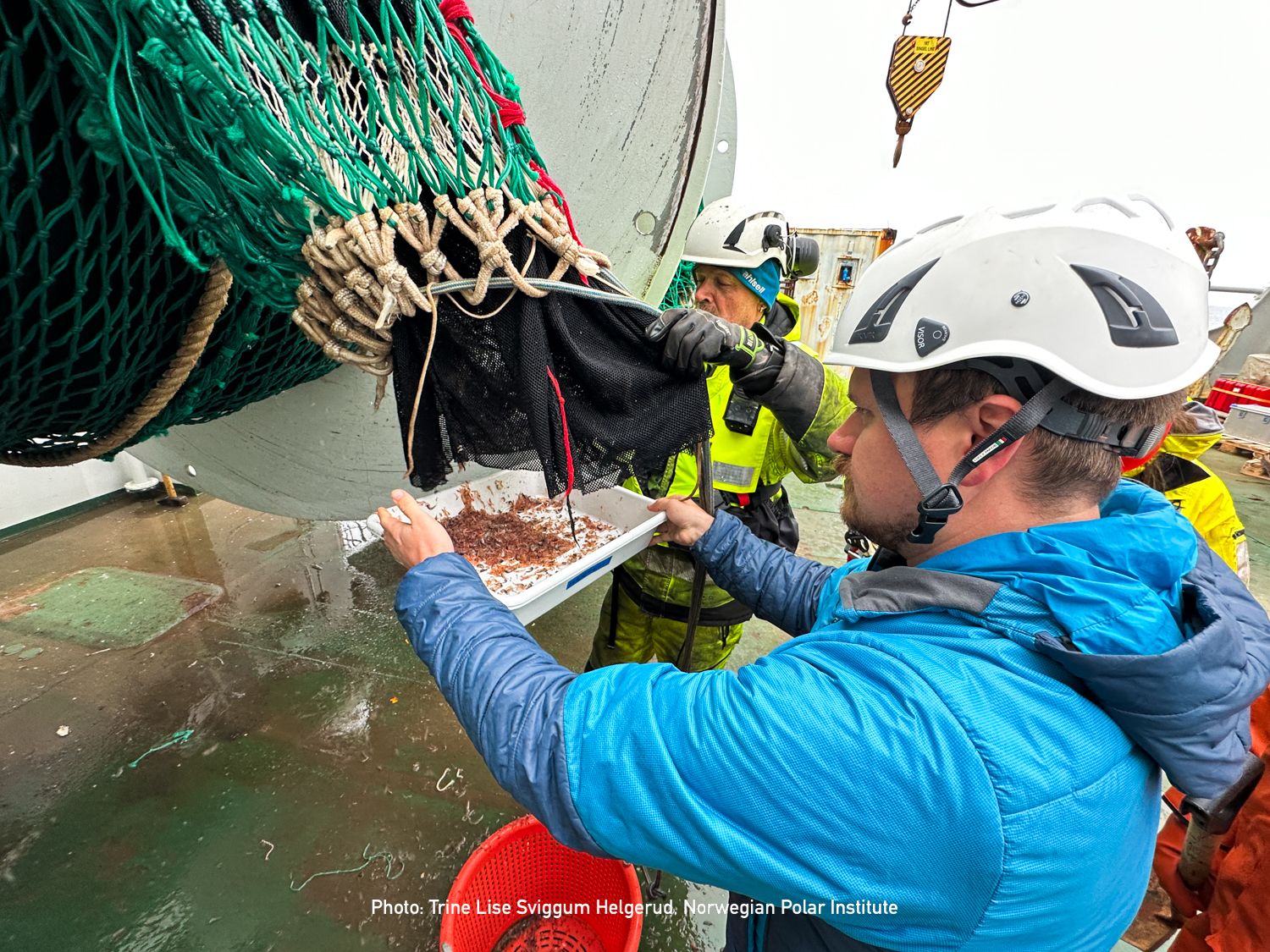 20240808_Credit_TrineLiseSviggumHelgerud_NorwegianPolarInstitute_Polhavstoktet2024-8.jpg