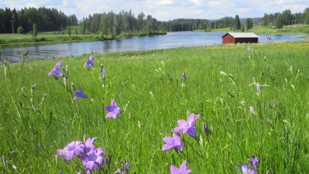 Sommaräng med blommor och röd stuga i Dalarna.