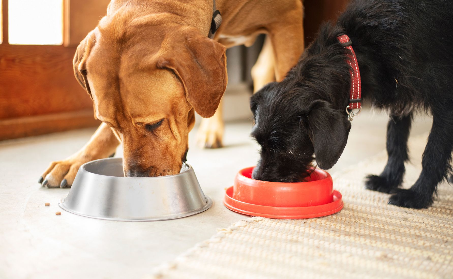 Doggy nu marknadsledande på hundmat i dagligvaruhandeln