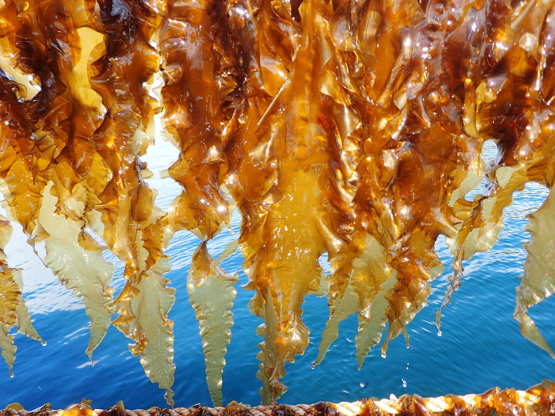 ARKELP