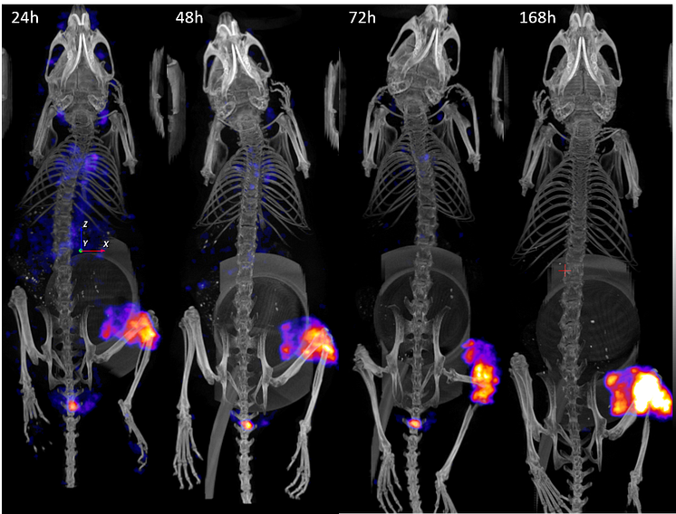 SPECT/CT-bilder av möss med tumörupptag av Lutetium-177 vid olika tidpunkter efter injektion.png