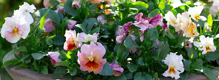 1920 Viola wittrockiana Fancy Peach Shades 3.jpg