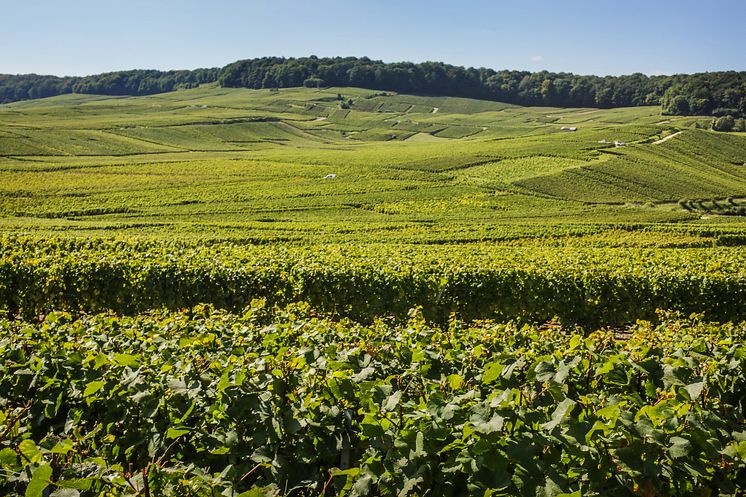 Perrier Jouet vineyard Summer.jpg