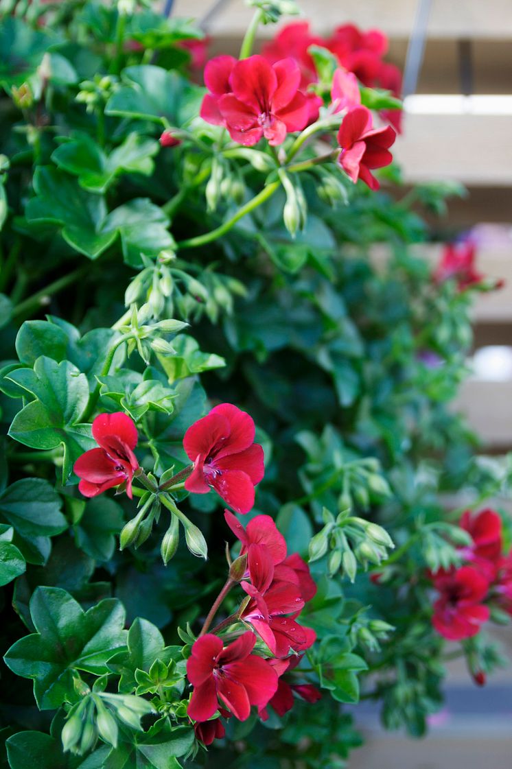 Hängpelargon Pelargonium peltatum Villetta-serien 'Burgundy'