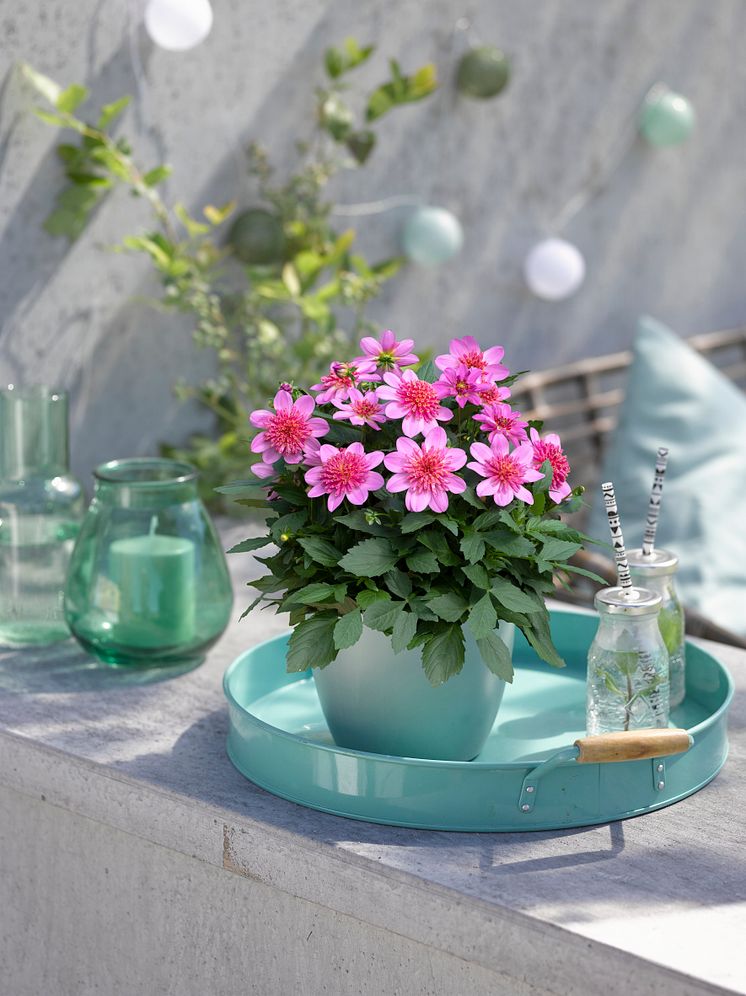 Årets Victoriadahlia 2025 - ’Starburst Pink’
- en Anemonblommig Sommardahlia som det påtagligt sprakar om.