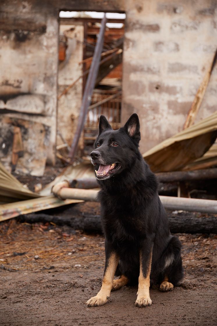 Årets Bragdhund 2024 Spårmarkens Otiz Fotograf Tord Saxin -4.jpg
