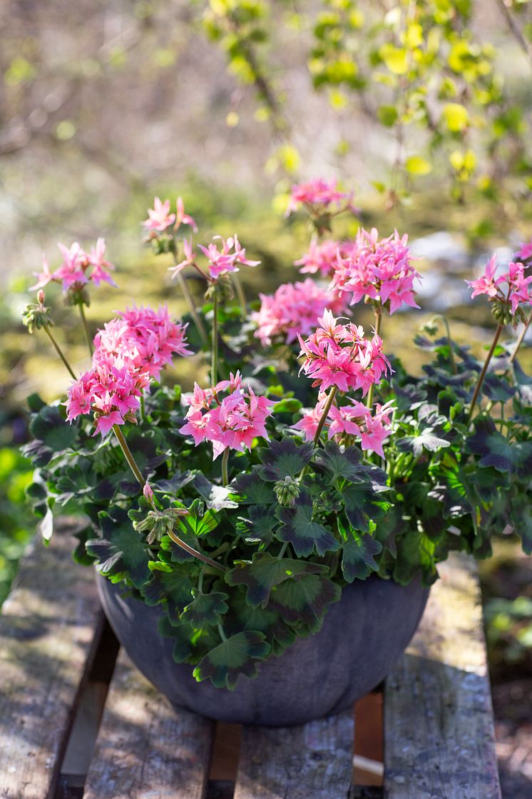 Årets Pelargon 2025 16 Pelargonium Summer Twist Rose foto annikasnaturligating.jpg