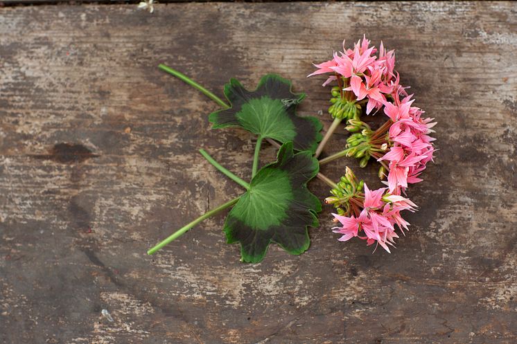 Årets Pelargon 2025 51 Pelargonium Summer Twist Rose Avklippt Foto annikasnaturligating.jpg