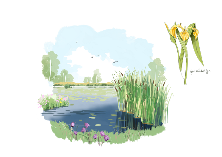 våtmark närbild natur illustration 3.png
