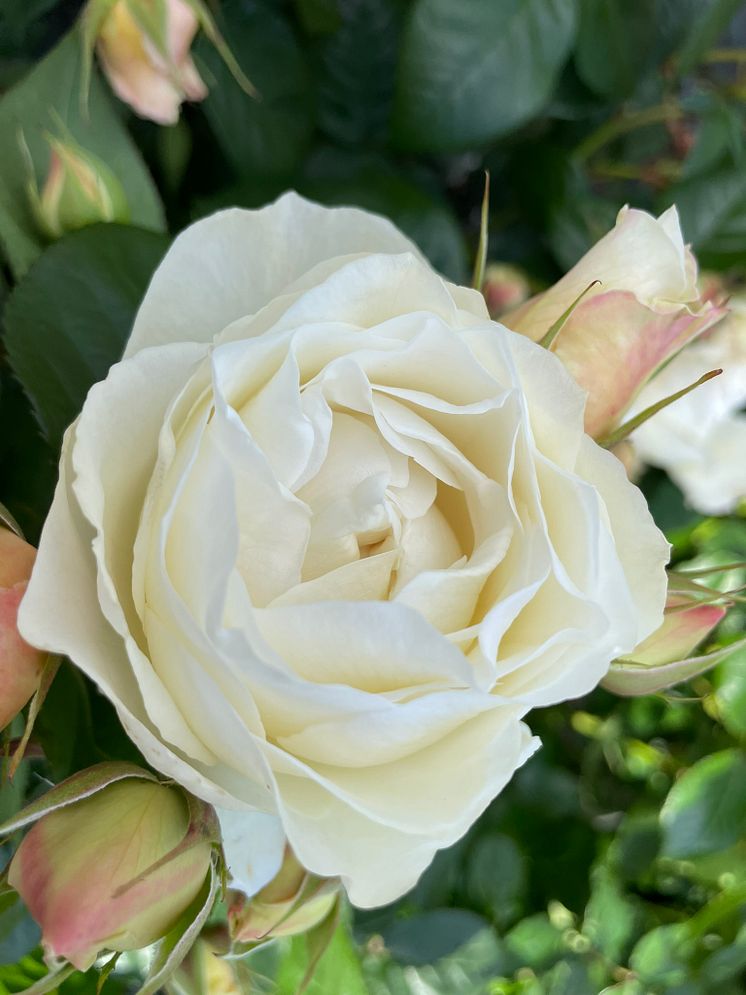 Ophelia rose.JPEG
