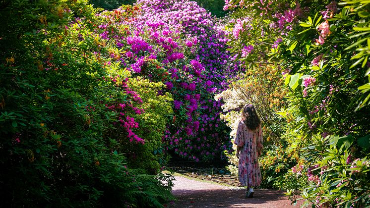 Sofiero Rhododendronblomning 2025
