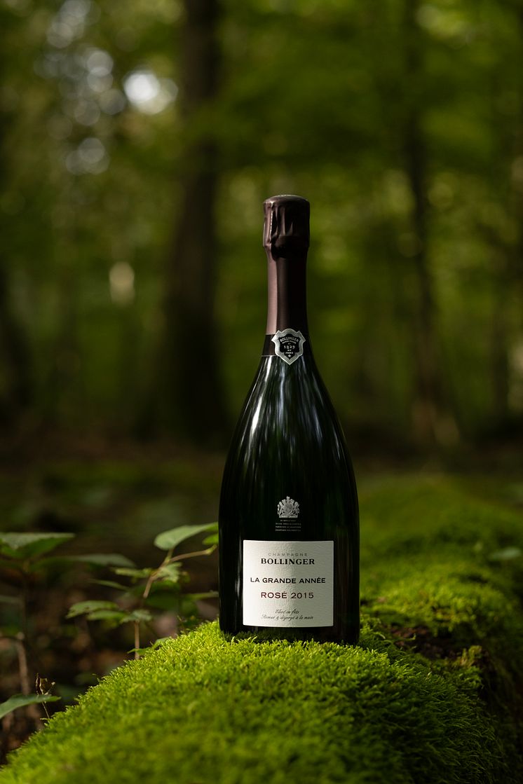 BOLLINGER_LGAR 2015_FOREST.jpg