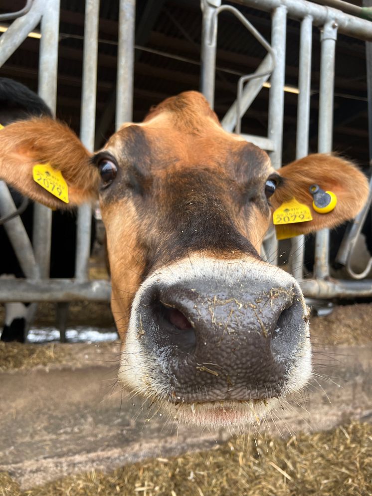 Jersey hos Stäme Holstein. Foto: Växa