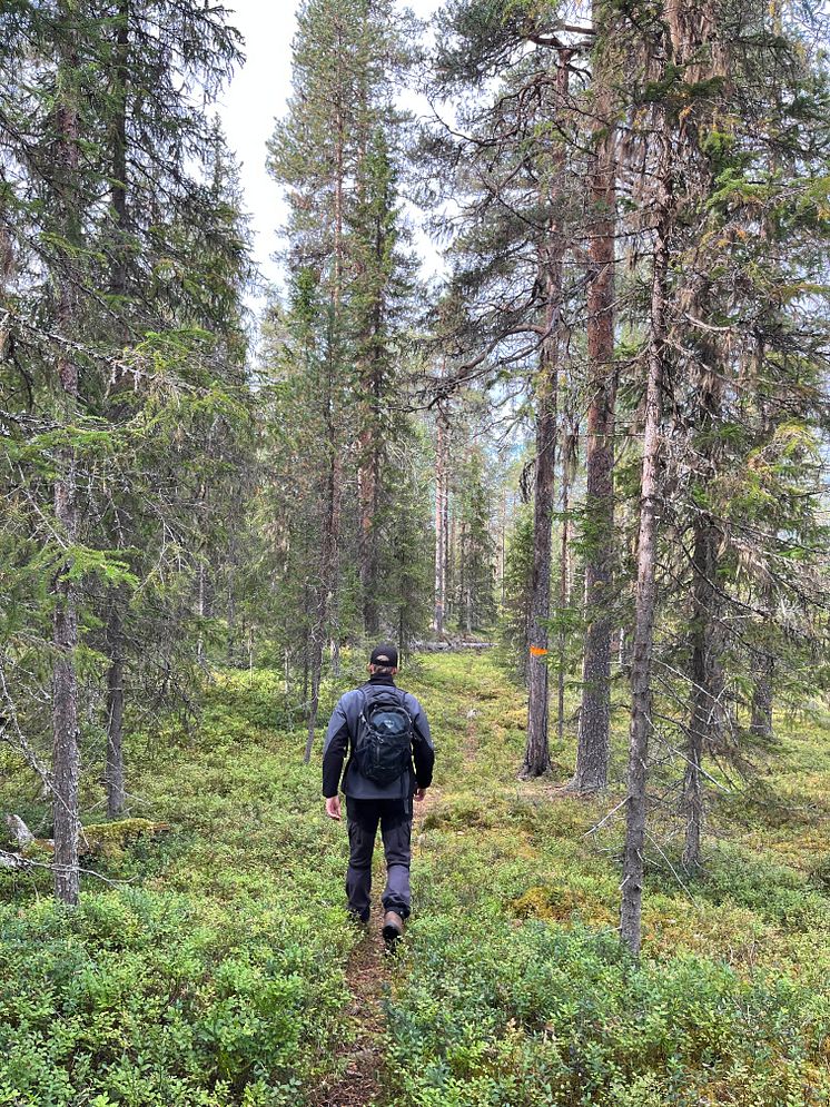 StrömforsNaturreservatRågmjölsvägenHöst2024FotoAnnaIsraelsson.jpg