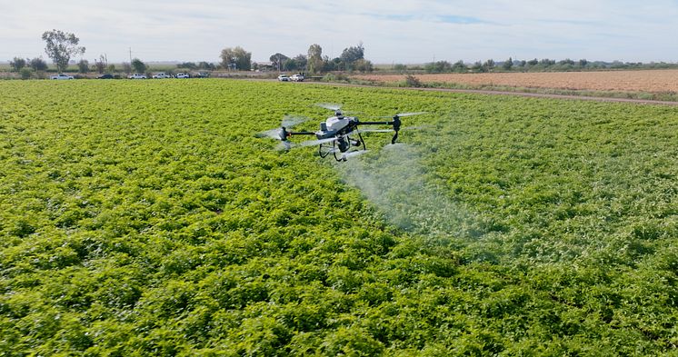 Agras T50-potato field2.jpeg