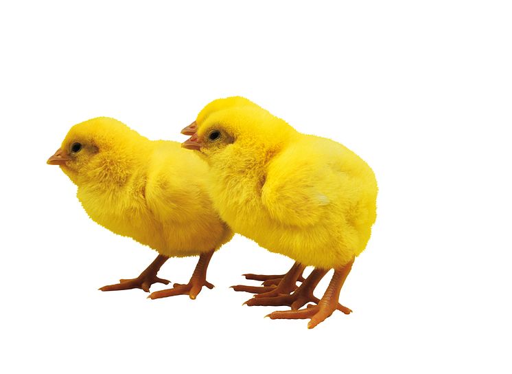Kycklingar till påsk