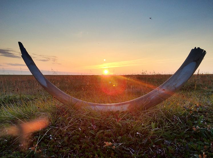 Siberian_mainland_tusk_1 (photo Love Dalén).jpg