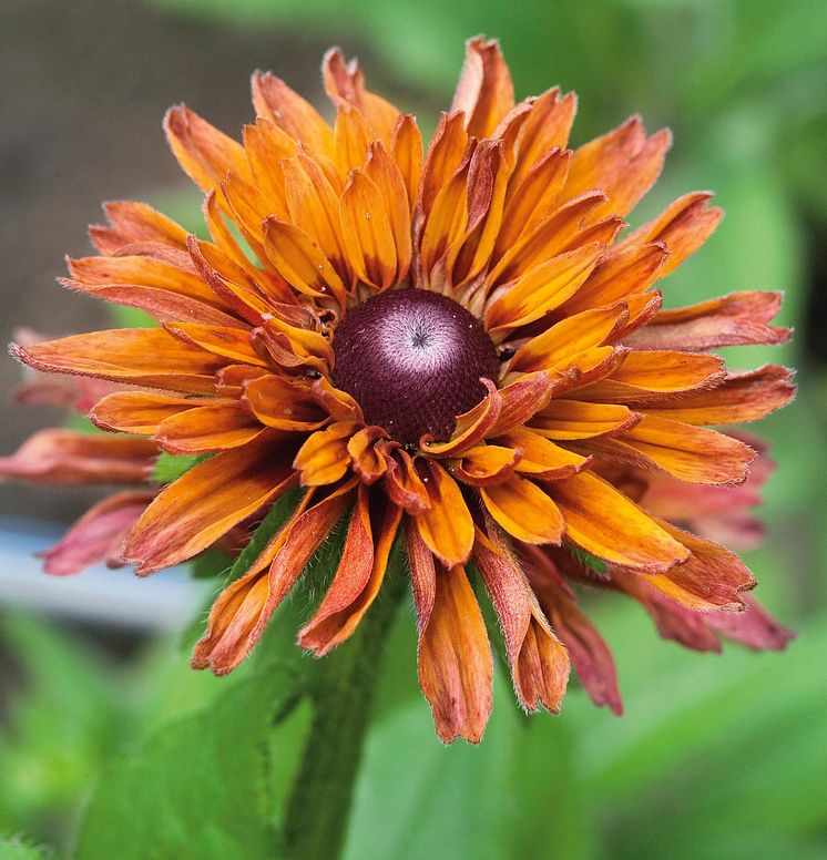 Sommarrudbeckia SAHARA_638623377964882005-ZS.jpg