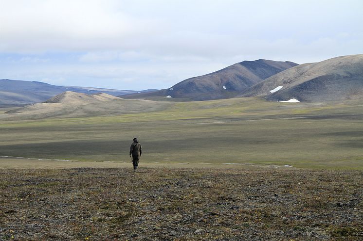 Wrangel_Island_tusk_2 (photo Love Dalén).JPG