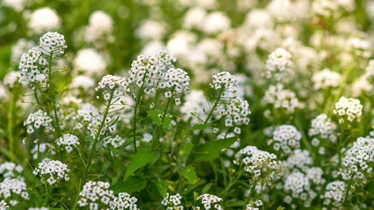 2 Reseda odorata - AnnaDona_Shutterstock_1431141317.jpg