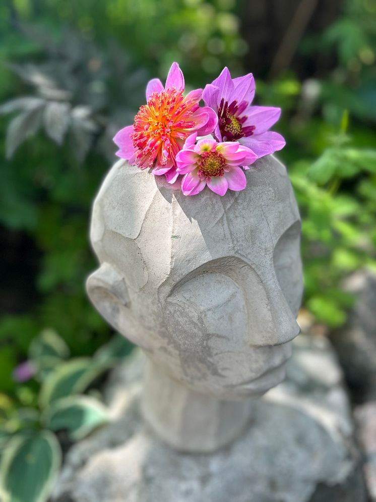 Årets Victoriadahlia 2025 - ’Starburst Pink’
- en Anemonblommig Sommardahlia som det påtagligt sprakar om.