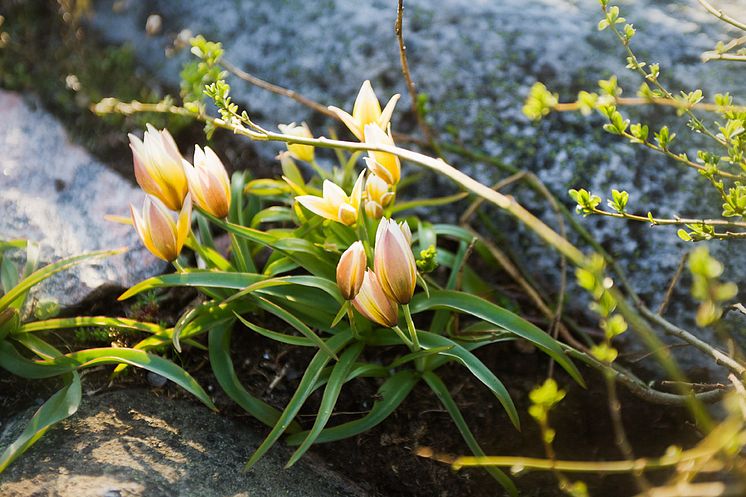 Flocktulpan, Tulipa tarda