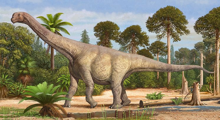 Camarasaurus supremus_kredit_Sergey Krasovskiy for Evolutionsmuseet.jpg