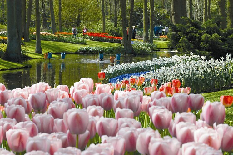 Linné hyllas i den berömda lökparken Keukenhof