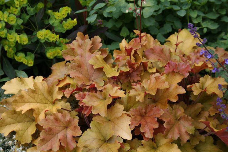 Alunrot - Heuchera 'Marmalade'