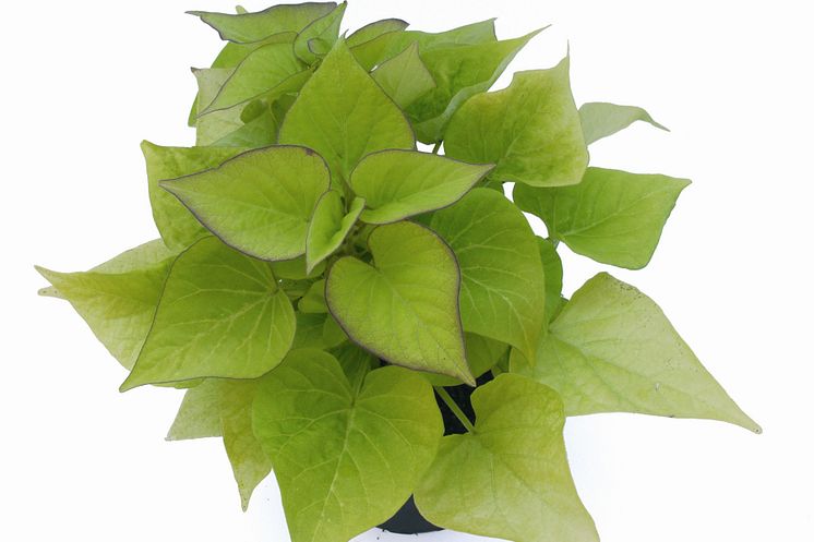 Ipomoea batatas Sweet Heart Light Green