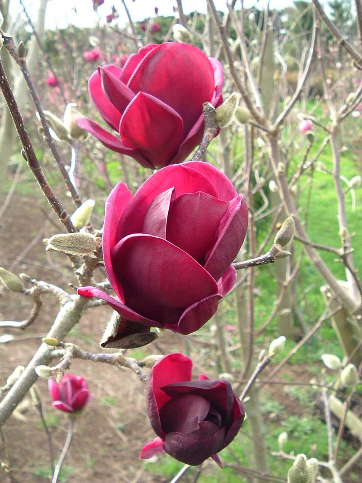 Magnolia 'Genie'