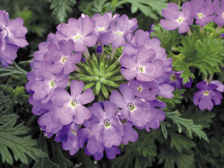 Verbena Rapunzel Lilac 