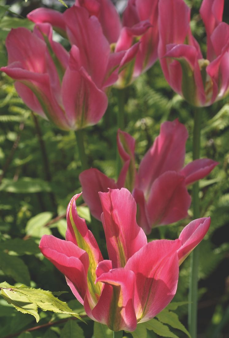 Grönbandad tulpan, Tulipa gesneriana (Viridiflora-Gruppen) ‘Viri Chic’