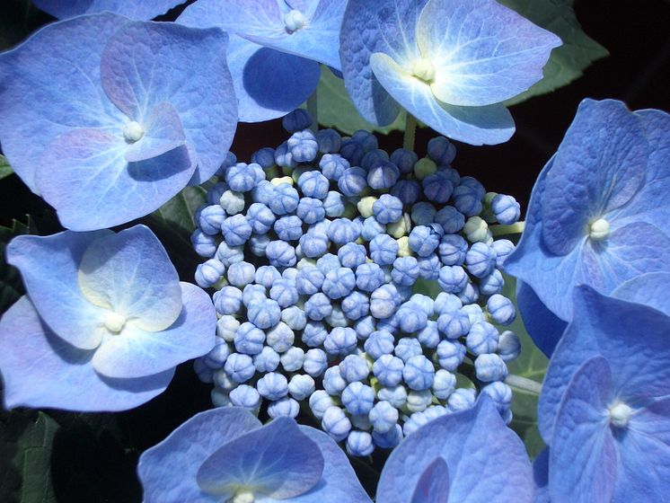 Hortensia