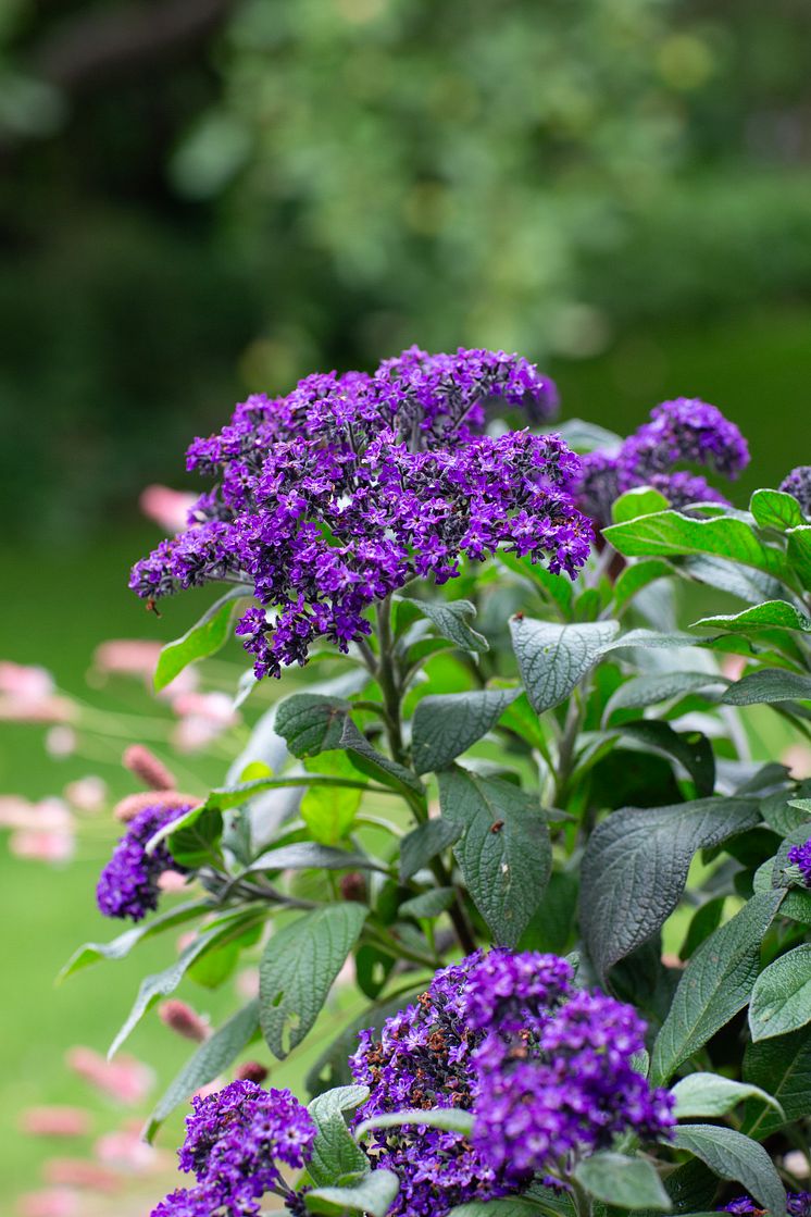 Heliotropium arborescens Årets Sommarblomma 2024 foto annikasnaturligating (7).jpg