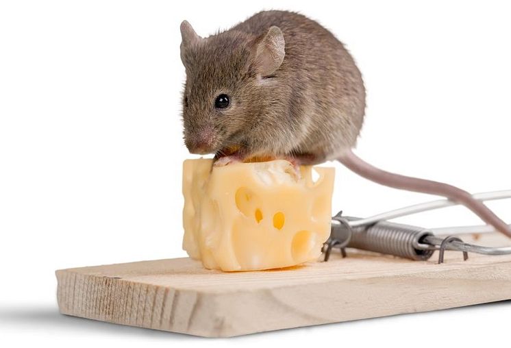 Mousetrap (2).jpg