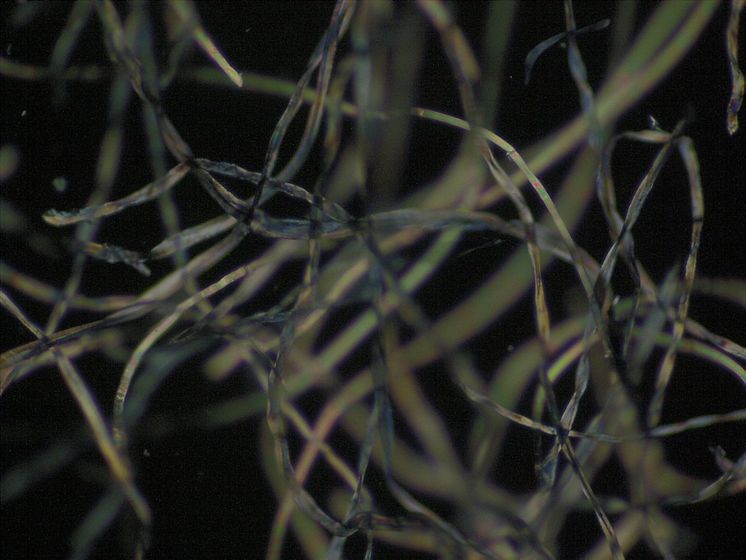 Cotton denim fibres pictured under a microscope.tif