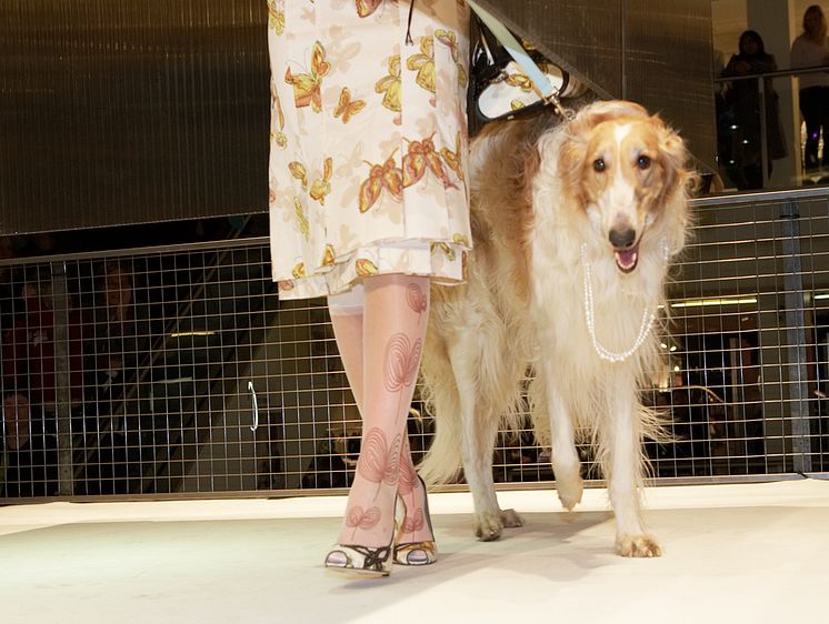 Dogs On Catwalk - NK Göteborg