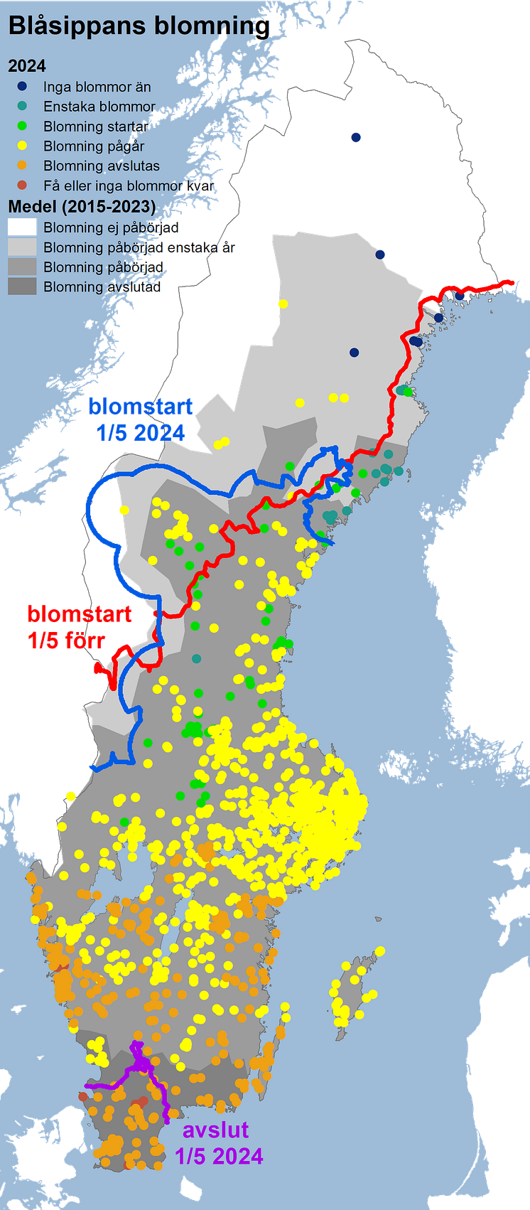 blåsippa2024.png