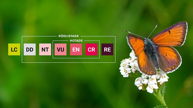 Rödlistekategorier och violettkantad guldvinge. Foto: Mikael Svensson