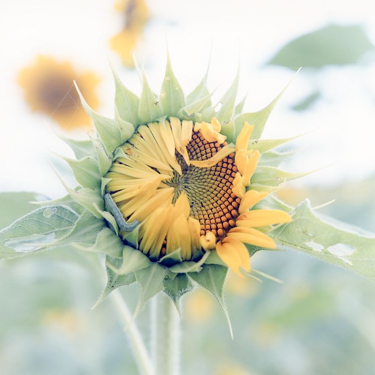 Rinko Kawauchi.tif