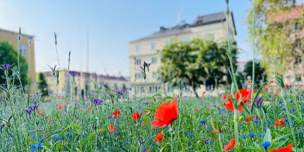 Nyhet_NKI_2023_blommor.jpg