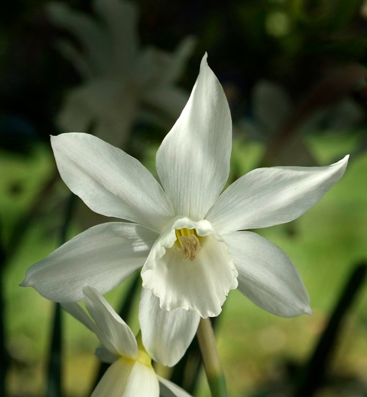 Orkidenarciss Narcissus (Triandrus-Gruppen)'Thalia' 