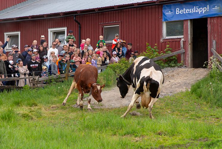 Dags för Norrmejeriers betessläpp 2025