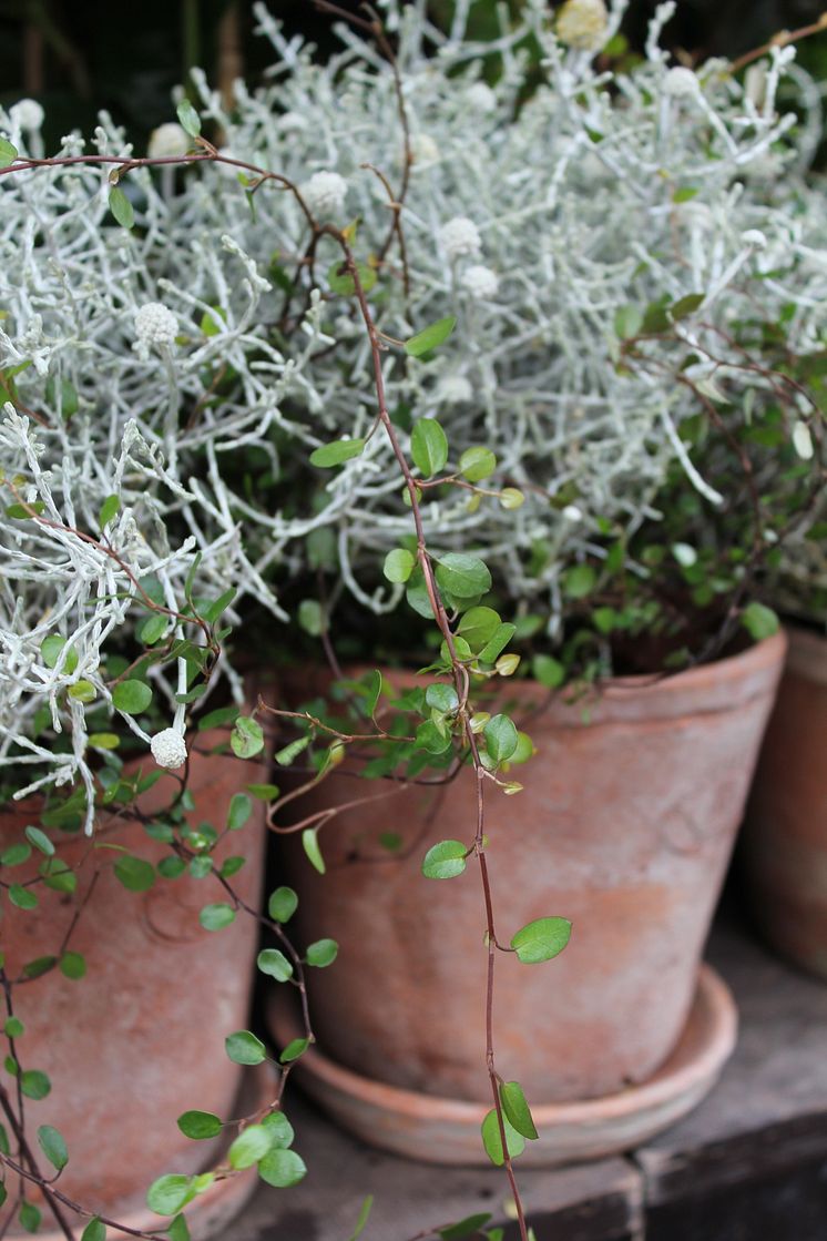 Silvergirland, Leucophyta brownii och plättar i luften, Muehlenbeckia