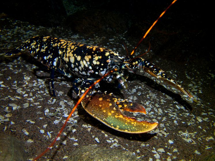 Calicohummer går i plattfisken 7 © Martin Stjernstedt Havets Hus.jpg