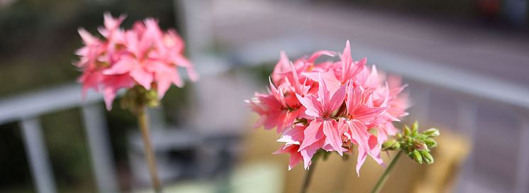Årets Pelargon 2025 Pelargonium Summer Twist Rose foto SydGrönt (5) 1920.jpg