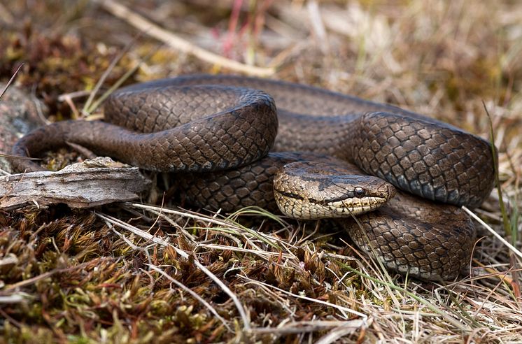 Hasselsnok Coronella austriaca är en av de arter som preliminärt lämnar rödlistan. Foto: Krister Hall